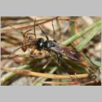 Caliadurgus fasciatellus - Wegwespe w01e 6mm mit Spinne - Sandgrube Niedringhaussee-det.jpg